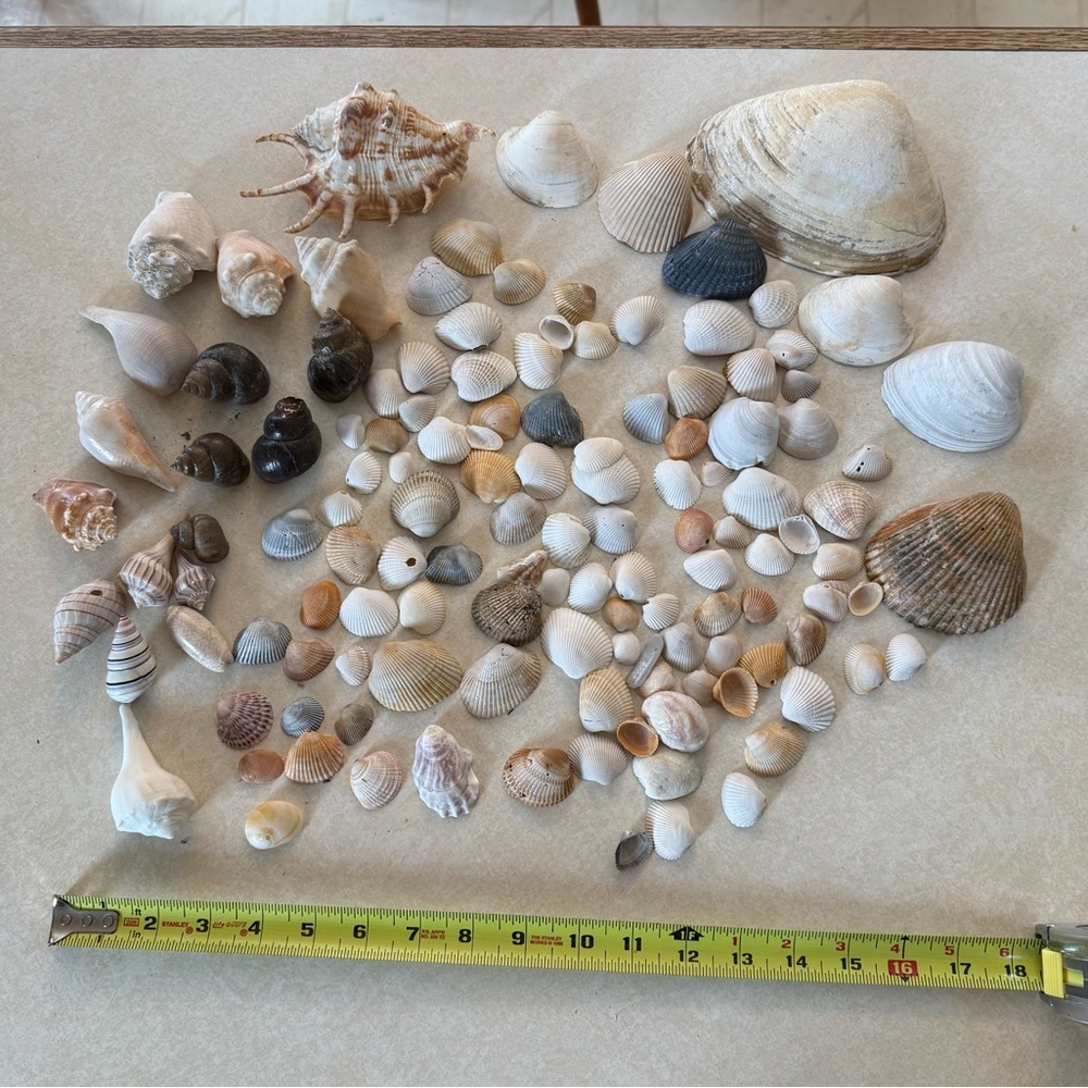 Seashell Collection - Picture 6 of 7